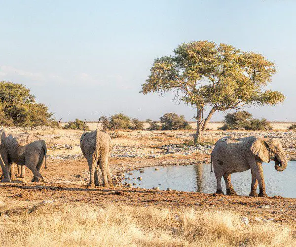 Olifanten in Namibië, Les éléphants en Namibie