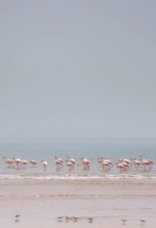 Pink Flamingos - Namibia