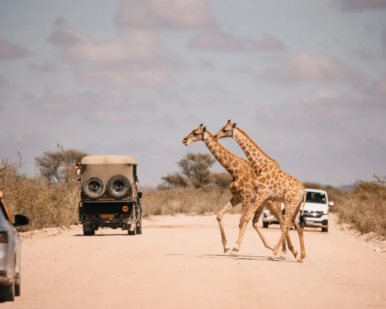 Morning game drive - Etosha - Namibia Nomads - giraffe