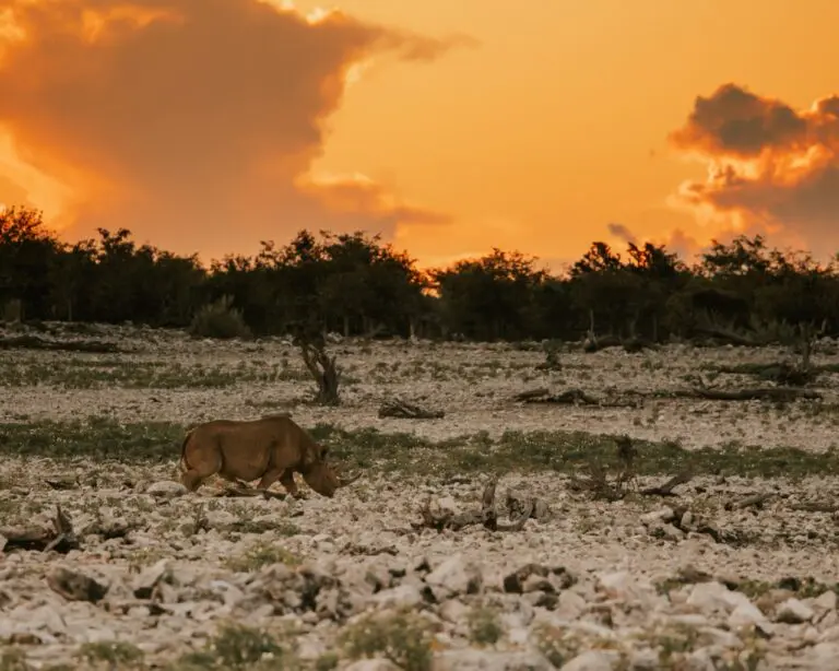 Night game drive - Etosha - Namibia Nomads