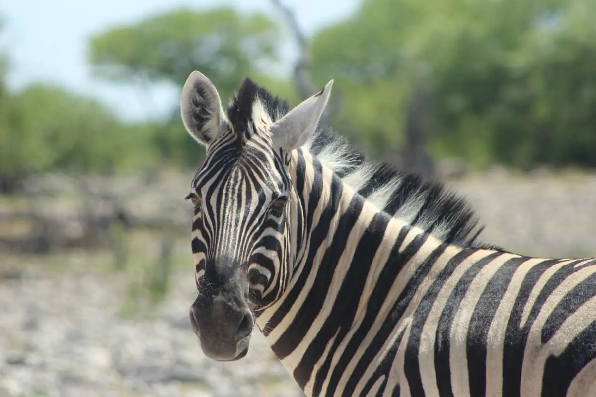 Zèbre, Namibie