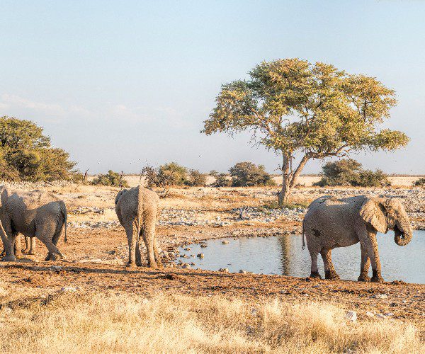 Olifanten in Namibië, Les éléphants en Namibie