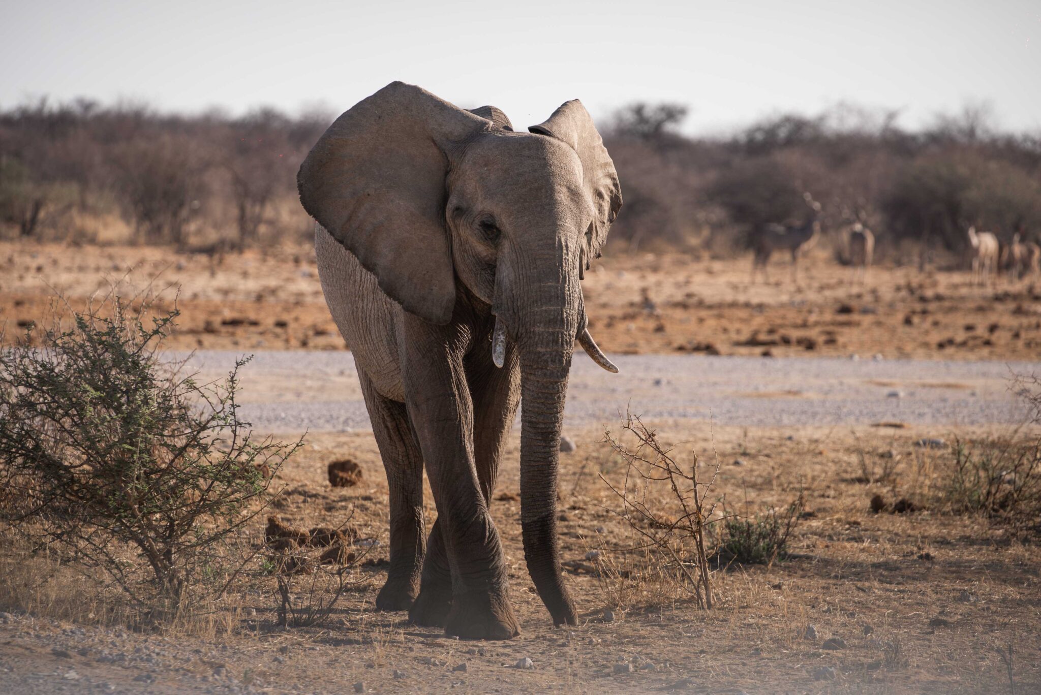 Elephant in Namibia