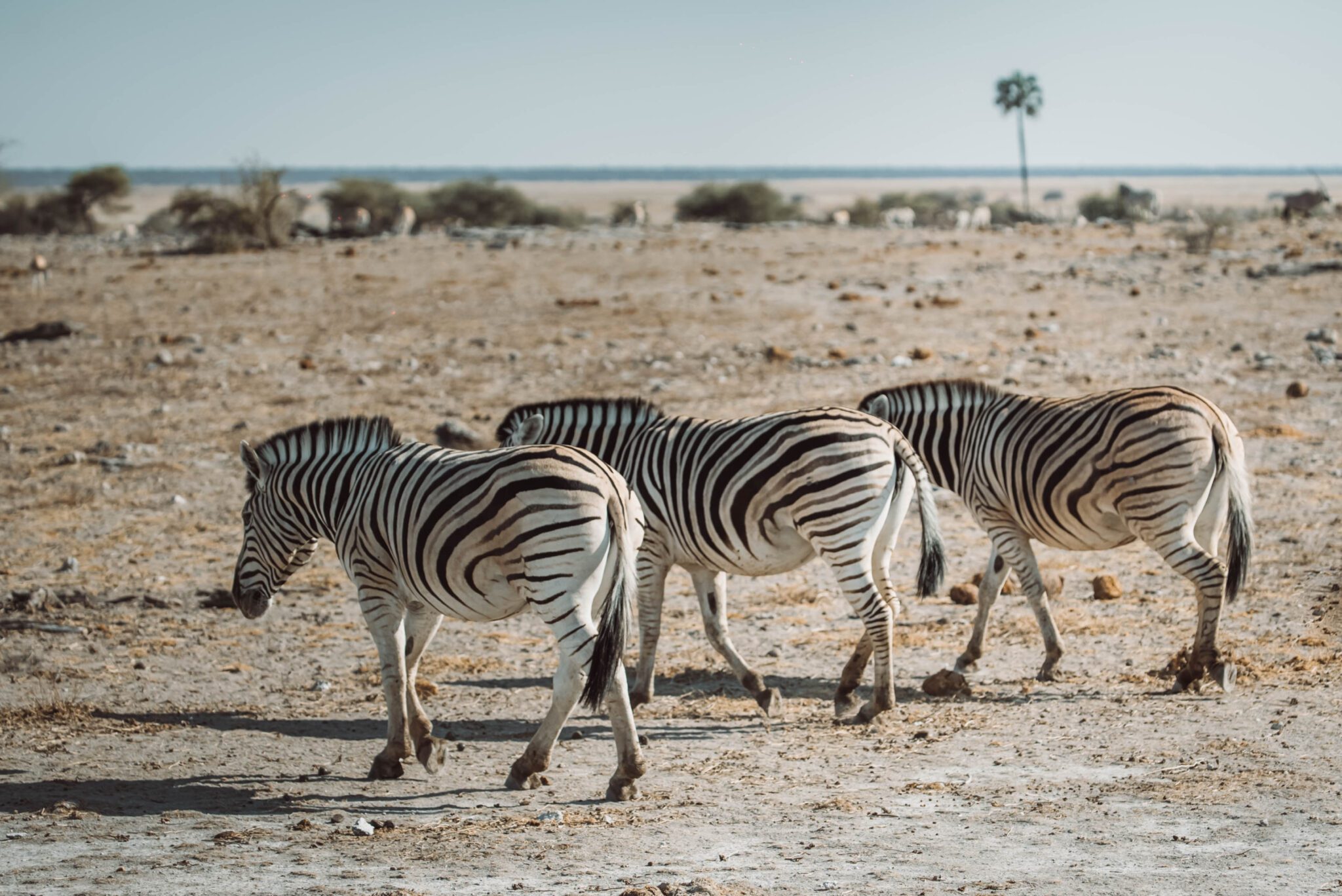 Zebra in Namibia