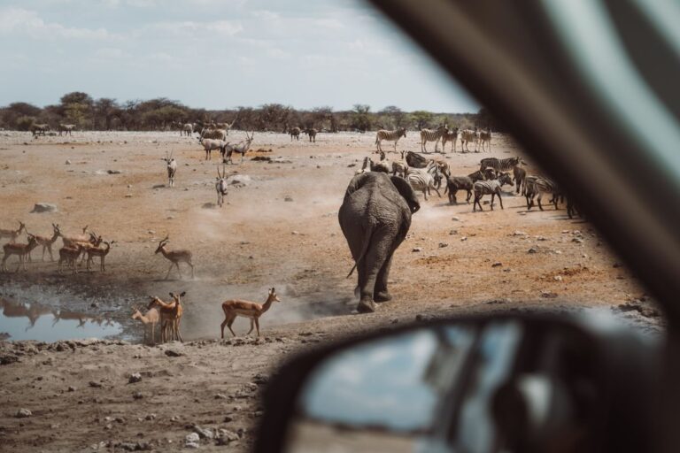 Conduire à Etosha