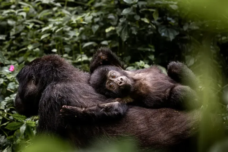 Uganda, gorrila