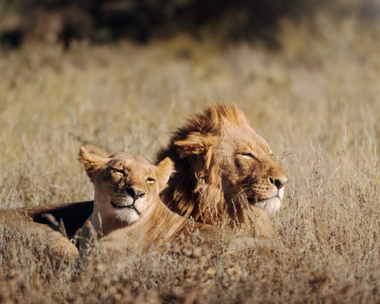 Morning game drive - Etosha - Namibia Nomads - lions