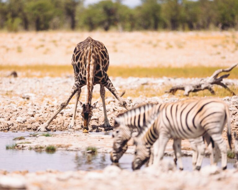 Morning game drive - Etosha - Namibia Nomads - giraffe