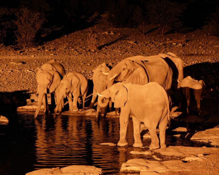 Night game drive - Etosha - Namibia Nomads