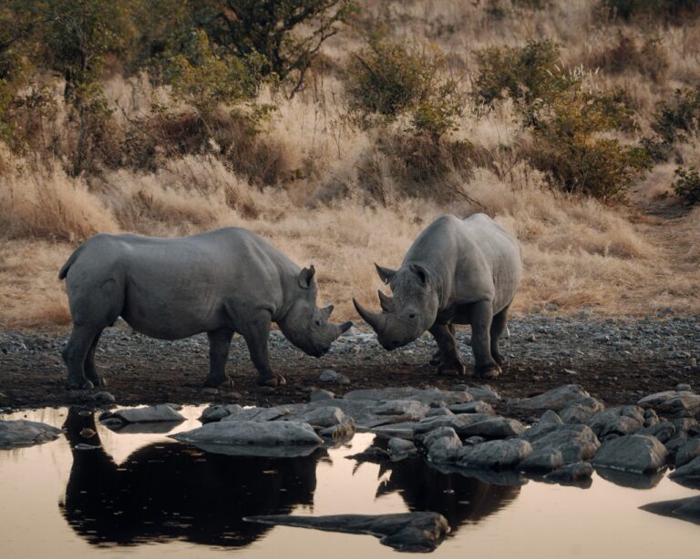 Morning game drive - Etosha - Namibia Nomads - rhinos